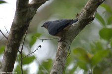 VelvetFrontedNuthatch.jpg