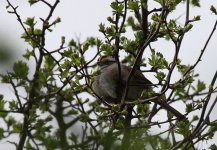 WhiteThroatedSparrow3,OldWinchesterHill,14Apr2009.jpg