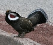 dusky grouse 1189 santa fe may 2009.JPG