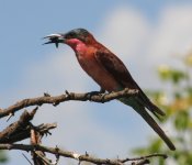 Carmine Bee-eater.jpg