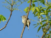 Least Flycatcher.jpg