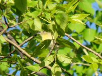 Philly Vireo.jpg