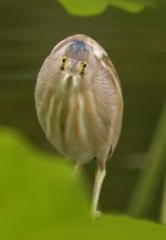 yellow bittern G1 sw30x nw_1450291.jpg