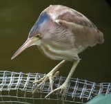 yellow bittern G1 sw30x_1450632.jpg