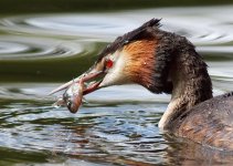 gcGrebe_020509h.jpg