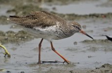 redshank feed nw_1450041.jpg