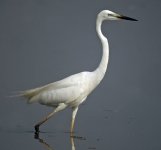 great egret 2 G1 nw_1440237.jpg