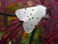 white ermine ex6637.JPG