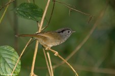 mountainFulvetta.jpg