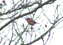 Female Stonechat.jpg