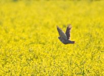 RedLeggedPartridge.jpg