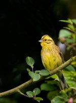 Yellowhammer_3.jpg