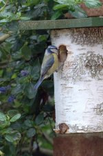 Blue Tit 9 (R).jpg