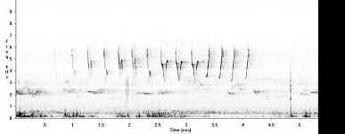 NFchiff6.jpg