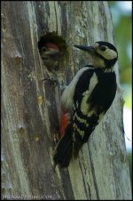 woodpecker male and young small forum.jpg