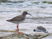 L1270292_Redshank.jpg