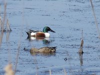 L1260378_Shoveler pair.jpg