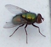 Green bottle fly.JPG