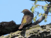 Palm Warbler.jpg