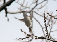 Gnatcatcher.jpg