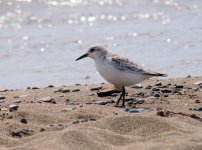 Sanderling.jpg