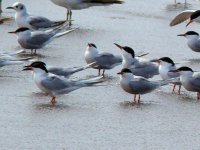 Common Terns.jpg