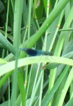 Banded Demoiselle.JPG