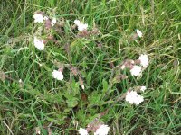 White Campion.JPG