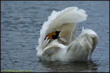 swan preen small.jpg