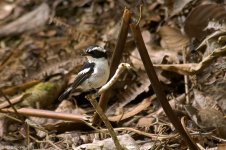 littlePiedFlycatcher.jpg