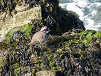 L1260475_Ringed Plover.jpg