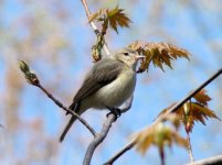 Warbling Vireo.jpg