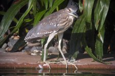 bc night heron imm G1 swzm30x nik20mm 1.6x_1430059.jpg