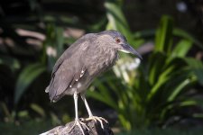 bc night heron imm G1 swzoom20x nik20+1.6x lens adj_1420994.jpg