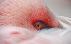 flamingo G1 nik20mm 1.6x _1430134.jpg