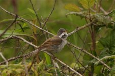 Whitethroat.jpg