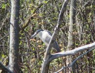 BC Night heron.jpg