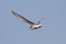 3.LittleTern.JPG