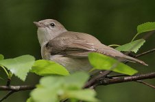 Garden Warbler.jpg