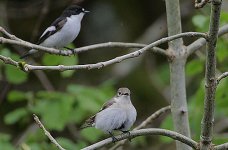 Pied Flycatcher pair.jpg