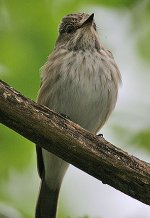 Spotted Flycatcher 3.jpg