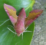 Small Elephant Hawk-moth 21 June.jpg