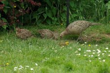 garden-birds-09-416-pheas.jpg