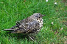 garden-birds-09-337mthrush.jpg