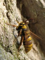 hornet_moth_24jun09_800p_20.jpg