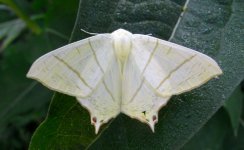 Swallow-tailed Moth.jpg