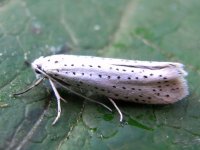 Bird-cherry Ermine.jpg