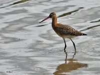 blackwit1.jpg