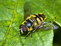 hoverfly [1024x768].jpg