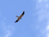 L1270849_Montagu's Harrier.jpg